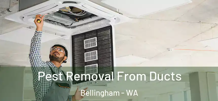  Pest Removal From Ducts Bellingham - WA