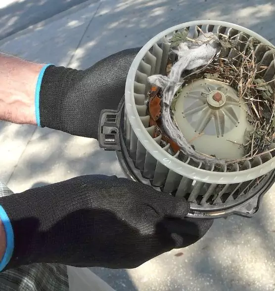 About Air Duct Rat Removal in Bellingham, WA